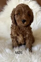 Scarlett’s M25, a male Miniature Goldendoodle for sale in West Point, IA – Photo 3 of 5