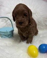 Scarlett’s Red, a male Miniature Goldendoodle for sale in West Point, IA – Photo 4 of 5