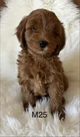 Scarlett’s M25, a male Miniature Goldendoodle for sale in West Point, IA – Photo 1 of 5