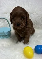 Scarlett’s Red, a male Miniature Goldendoodle for sale in West Point, IA – Photo 1 of 5