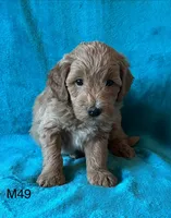 Elle’s M49, a male Miniature Goldendoodle for sale in West Point, IA – 4 of 4