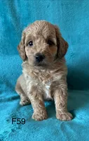 Elle’s F59, a female Miniature Goldendoodle for sale in West Point, IA – 3 of 5