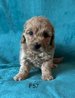 Elle’s F57, a female Miniature Goldendoodle for sale in West Point, IA – 2 of 5