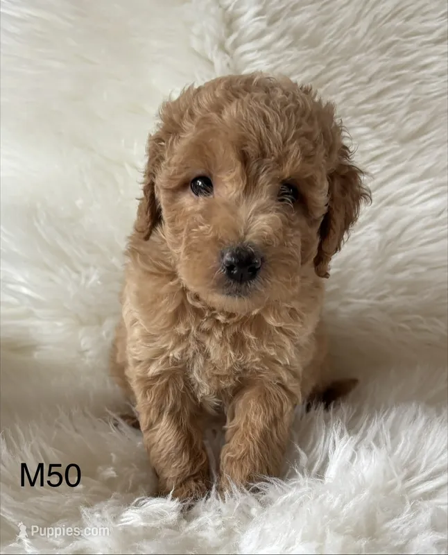 Elle’s M50 – Miniature Goldendoodle puppy for sale in West Point, IA
