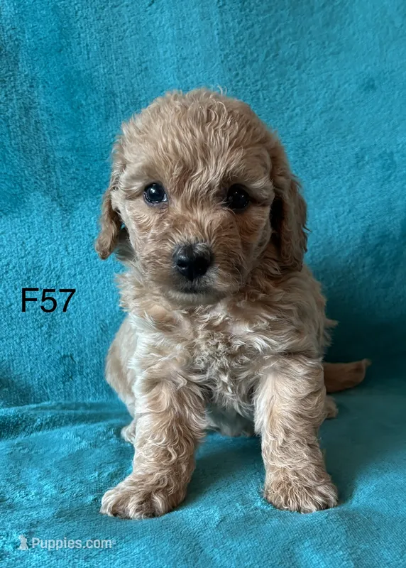 Elle’s F57 – Miniature Goldendoodle puppy for sale in West Point, IA