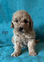 Elle’s F57, a female Miniature Goldendoodle for sale in West Point, IA – 1 of 5
