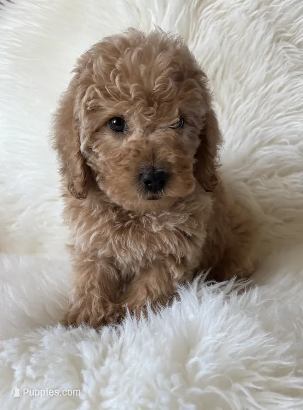 Carsyn – Miniature Goldendoodle puppy for sale in West Point, IA