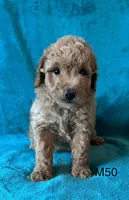 Elle’s M50, a male Miniature Goldendoodle for sale in West Point, IA – 3 of 5