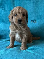 Elle’s F53, a female Miniature Goldendoodle for sale in West Point, IA – 3 of 5