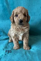 Elle’s F59, a female Miniature Goldendoodle for sale in West Point, IA – 4 of 5