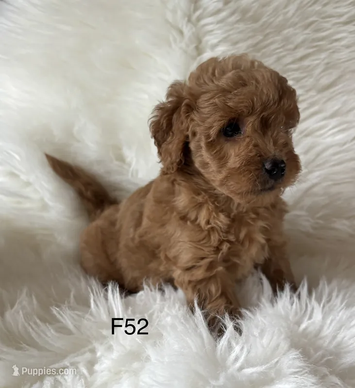 Elle’s F52 – Miniature Goldendoodle puppy for sale in West Point, IA