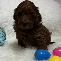 Ruby’s Red, a male Miniature Goldendoodle for sale in West Point, IA – Photo 3 of 5