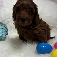 Ruby’s Red, a male Miniature Goldendoodle for sale in West Point, IA – Photo 5 of 5