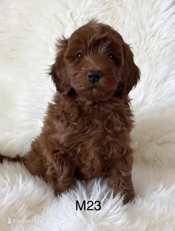 Ruby’s 23 – Miniature Goldendoodle puppy for sale in West Point, IA