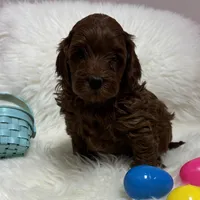 Ruby’s Red, a male Miniature Goldendoodle for sale in West Point, IA – Photo 4 of 5