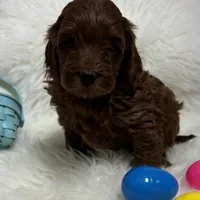 Ruby’s Red, a male Miniature Goldendoodle for sale in West Point, IA – Photo 1 of 5