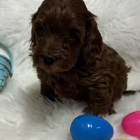 Ruby’s Red, a male Miniature Goldendoodle for sale in West Point, IA – Photo 2 of 5