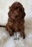 Ruby’s 23, a male Miniature Goldendoodle for sale in West Point, IA – Photo 3 of 3