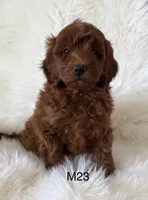 Ruby’s 23, a male Miniature Goldendoodle for sale in West Point, IA – Photo 2 of 3