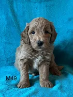 Elle’s M49, a male Miniature Goldendoodle for sale in West Point, IA – 3 of 4