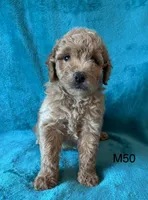 Elle’s M50, a male Miniature Goldendoodle for sale in West Point, IA – 1 of 5