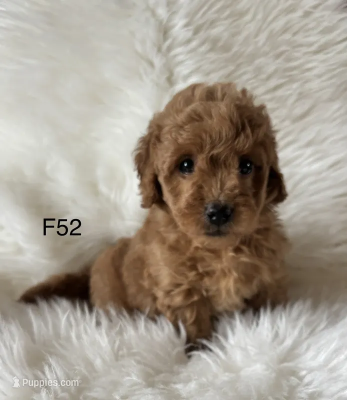 Elle’s F52 – Miniature Goldendoodle puppy for sale in West Point, IA