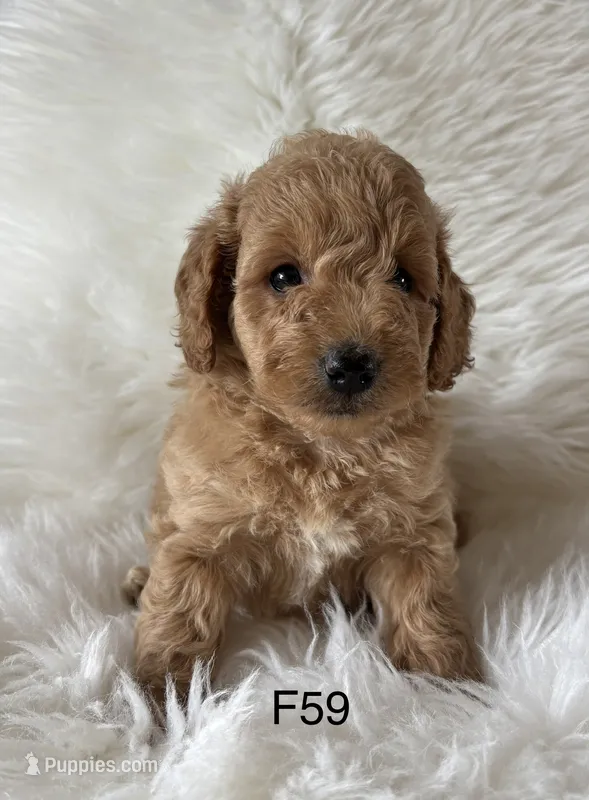 Elle’s F59 – Miniature Goldendoodle puppy for sale in West Point, IA