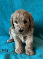 Elle’s M42, a male Miniature Goldendoodle for sale in West Point, IA – 2 of 5