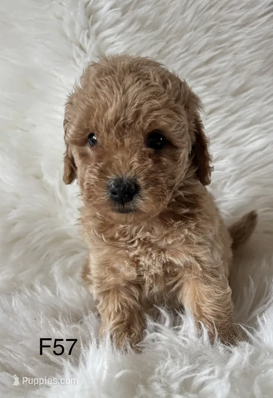 Elle’s F57 – Miniature Goldendoodle puppy for sale in West Point, IA