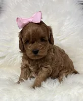 Scarlett’s baby girl , a female Miniature Goldendoodle for sale in West Point, IA – Photo 3 of 4