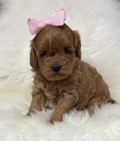 Scarlett’s baby girl , a female Miniature Goldendoodle for sale in West Point, IA – Photo 4 of 4