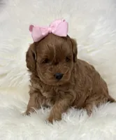 Scarlett’s baby girl , a female Miniature Goldendoodle for sale in West Point, IA – Photo 2 of 4