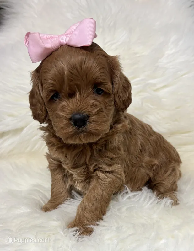 Scarlett’s baby girl  – Miniature Goldendoodle puppy for sale in West Point, IA