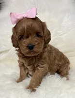Scarlett’s baby girl , a female Miniature Goldendoodle for sale in West Point, IA – Photo 1 of 4