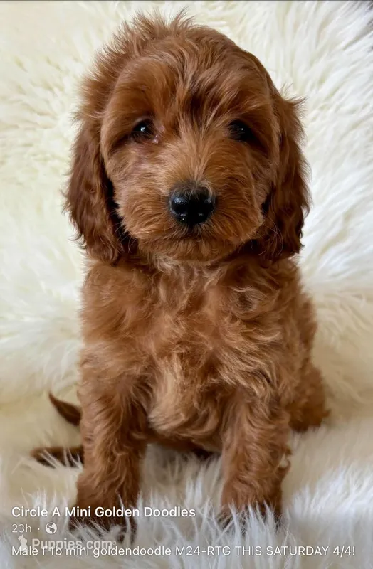 Ruby’s M24 – Miniature Goldendoodle puppy for sale in West Point, IA