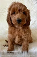 Ruby’s M24, a male Miniature Goldendoodle for sale in West Point, IA – Photo 1 of 5