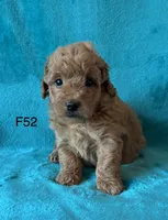 Elle’s F52, a female Miniature Goldendoodle for sale in West Point, IA – 4 of 5