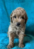 Elle’s M50, a male Miniature Goldendoodle for sale in West Point, IA – 4 of 5