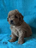 Elle’s F52, a female Miniature Goldendoodle for sale in West Point, IA – 2 of 5