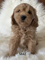 Cooper, a male Miniature Goldendoodle for sale in West Point, IA – 2 of 10