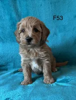 Elle’s F53, a female Miniature Goldendoodle for sale in West Point, IA – 2 of 5