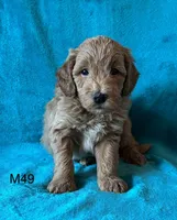 Elle’s M49, a male Miniature Goldendoodle for sale in West Point, IA – 2 of 4