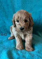 Elle’s M42, a male Miniature Goldendoodle for sale in West Point, IA – 4 of 5