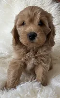 Cooper, a male Miniature Goldendoodle for sale in West Point, IA – 6 of 10