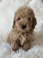 Charlie , a male Miniature Goldendoodle for sale in West Point, IA – 4 of 4