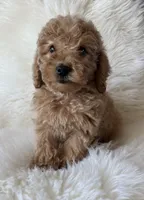 Carsyn, a female Miniature Goldendoodle for sale in West Point, IA – 7 of 8