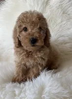 Carsyn, a female Miniature Goldendoodle for sale in West Point, IA – 4 of 8
