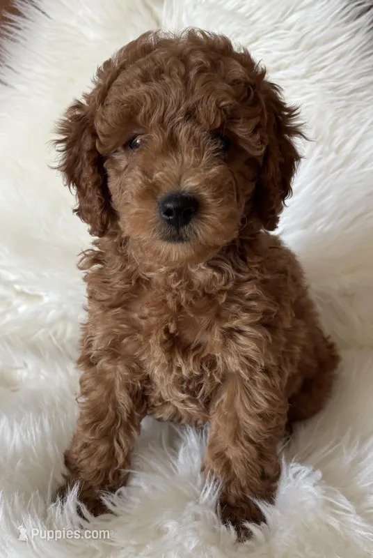Scarlett’s M28 – Miniature Goldendoodle puppy for sale in West Point, IA