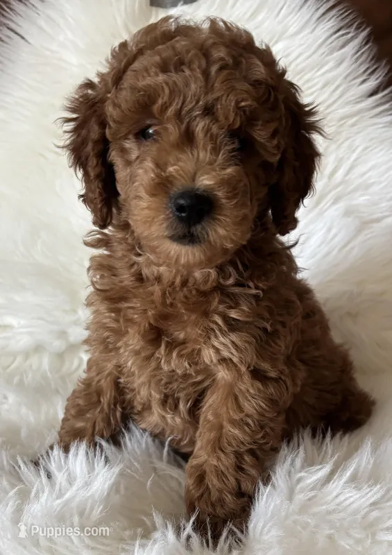 Scarlett’s M28 – Miniature Goldendoodle puppy for sale in West Point, IA