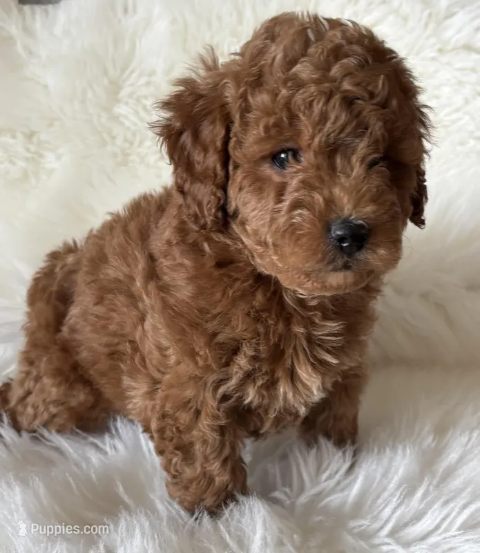 Scarlett’s M28 – Miniature Goldendoodle puppy for sale in West Point, IA